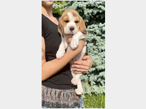 Cuccioli beagle pedigree